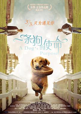 一条狗的回家路
